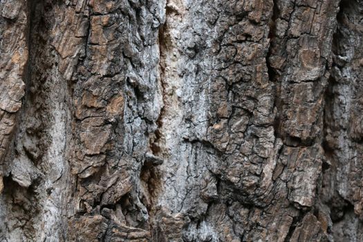 Gray texture of wood bark, wood background