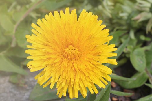 Close-up of a yellow flowering dandelion flower in a meadow