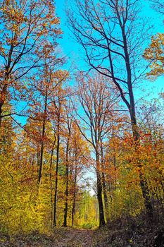 Bright yellow red forest on a sunny autumn day