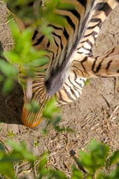 Top view of a zebra eating grass