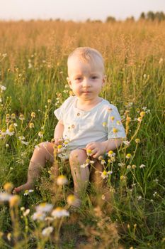 A little blond boy is sitting in the grass in a chamomile field. The concept of walking in nature, freedom and an environmentally friendly lifestyle.