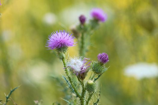 Close-up of spiny plumeless thistle flowers with green blurred plants on background