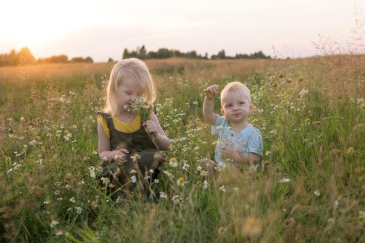 A little boy and a girl are picking flowers in a chamomile field. The concept of walking in nature, freedom and a healthy lifestyle.