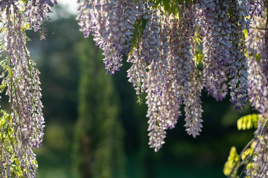 Close up view of beautiful purple wisteria blossoms hanging down from a trellis in a garden with sunlight shining from above through the branches on a sunny spring day