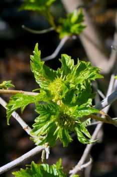 Young green leaves appear on tree branches and bushes