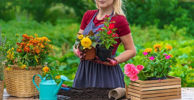 A woman is planting flowers in the garden. Selective focus. People.