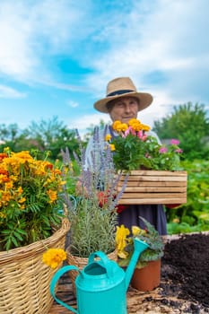 Senior woman is planting flowers in the garden. Selective focus. People.