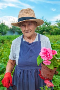 Senior woman is planting flowers in the garden. Selective focus. People.