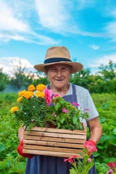 Senior woman is planting flowers in the garden. Selective focus. People.