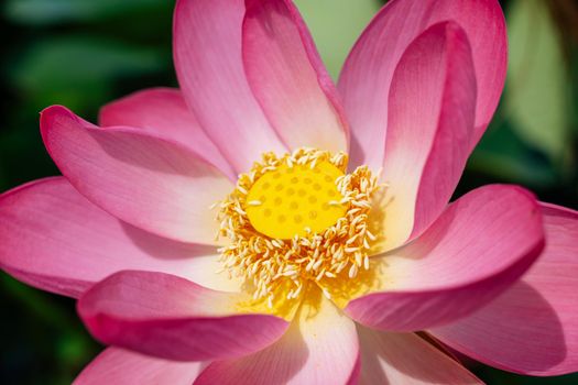 A pink lotus flower sways in the wind. Against the background of their green leaves. Lotus field on the lake in natural environment