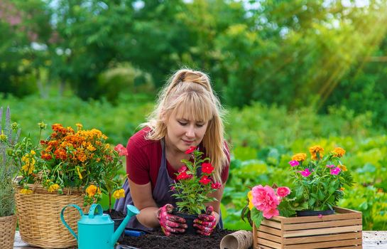 A woman is planting flowers in the garden. Selective focus. People.