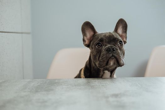 French Bulldog Sitting at the Chair by Kitchen Desk and Looking Up Impatiently, Little Dog Waiting for Food, Copy Space