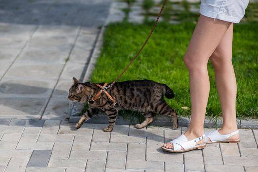 Caucasian woman walking with a cat on a leash outdoors in summer