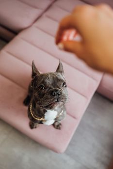 French Bulldog with Golden Chain Sitting on Pink Sofa and Looking Up Impatiently, Small Dog Waiting for Food