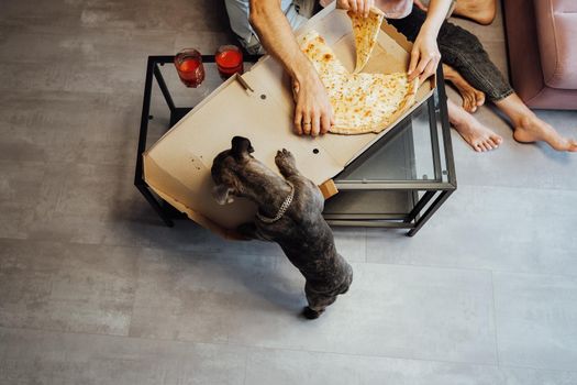 Unrecognisable Man and Woman Eating Pizza with Pet Dog, French Bulldog with Golden Chain Licking Box with Food