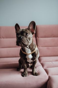 Small French Bulldog with Golden Chain Sitting on Pink Sofa Looking Up Pitifully