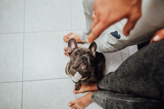 Top Down View on French Bulldog Sitting Next to Human Feet on Floor