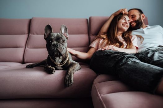 French Bulldog with Golden Chain Laying on the Pink Sofa with Cheerful Owners Woman and Man on the Background