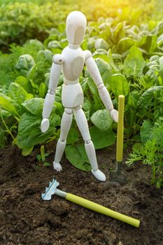 Green spinach, young leaves leaf green, agriculture. Concept of Harvesting with a wooden dummy. Vertical photo