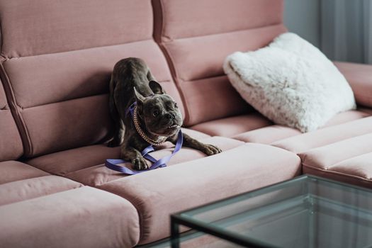 Funny Little Dog Playing on Pink Sofa, Playful French Bulldog with Golden Chain at Home