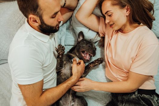 Happy Couple Man and Woman Laying on Bed with Their Dog, Funny French Bulldog Having Fun with Humans