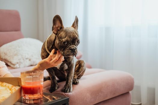 Small French Bulldog with Golden Chain Sitting on Pink Sofa and Pitifully Looking Into Camera, Dog Want to Eat Food with Humans