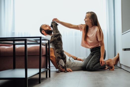 Cheerful Woman and Man Having Fun Time with Their Pet French Bulldog at Home