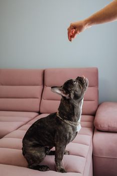 French Bulldog with Golden Chain Sitting on Pink Sofa and Looking Up Impatiently Into Human Hand Holding Feed , Small Dog Waiting for Food