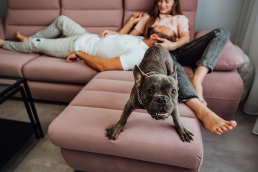 French Bulldog with Golden Chain Barking Into Camera While Cheerful Owners Woman and Man Relaxing on Background on Pink Sofa at Home