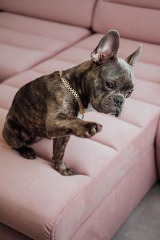 French Bulldog with Golden Chain Sitting on Pink Sofa and Sweetly Asks with a Paw