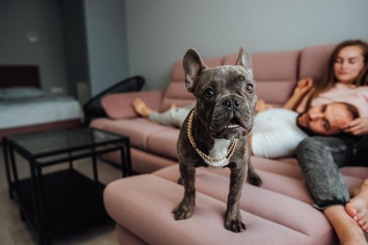 French Bulldog with Golden Chain Standing on Pink Sofa and Looking Into Camera While Cheerful Owners Woman and Man Relaxing on the Background