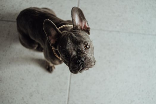 Small French Bulldog with Golden Chain Sitting on Floor and Looking Up Pitifully Into the Camera