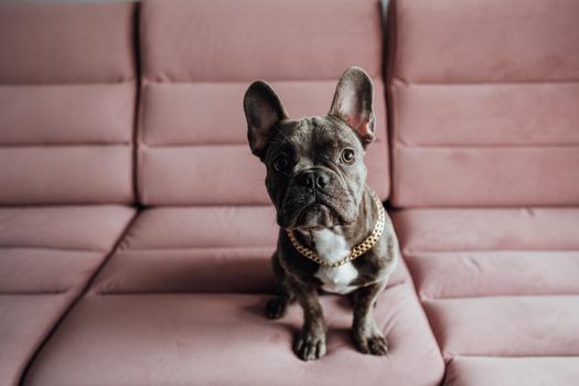 Portrait of French Bulldog with Golden Chain Sitting on Pink Sofa and Looking Into Camera, Little Dog Posing