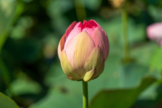 A pink lotus flower sways in the wind. Against the background of their green leaves. Lotus field on the lake in natural environment