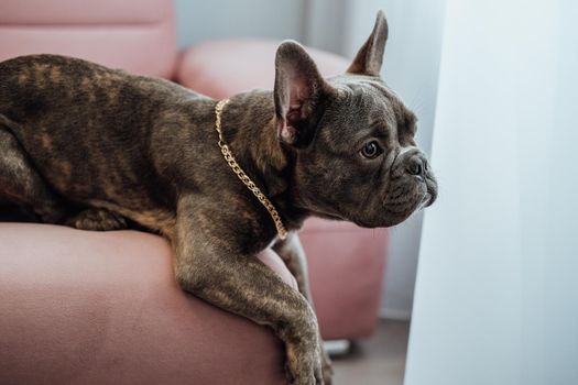 Close Up Portrait of Small French Bulldog with Golden Chain Laying on Pink Sofa and Pitifully Looking Away