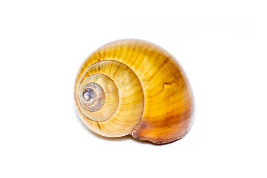 Image of brown spiral sea shell on a white background. Undersea Animals. Sea shells.