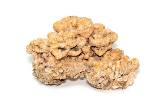 Image of coral cubes on a white background. Undersea Animals.