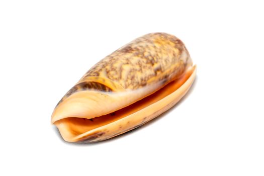 Image of cone snail shells or Cone shell on a white background. Undersea Animals. Sea shells.