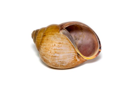 Image of brown spiral sea shell on a white background. Undersea Animals. Sea shells.