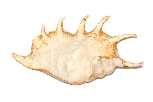 Image of spider conch seashell (Lambis truncata) on a white background. Sea shells. Undersea Animals.