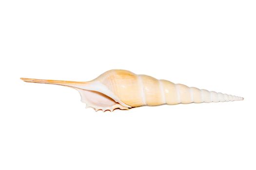 Image of Tibia Fusus sea shells (Spindle tibia or Shinbone tibia gastropod) on a white background. Sea shells. Undersea Animals.