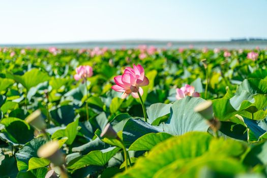 A pink lotus flower sways in the wind. Against the background of their green leaves. Lotus field on the lake in natural environment