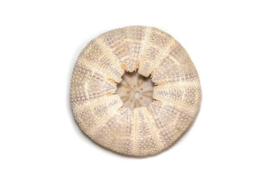 Image of Sea Urchin Shell on a white background. Sea shells. Undersea Animals.