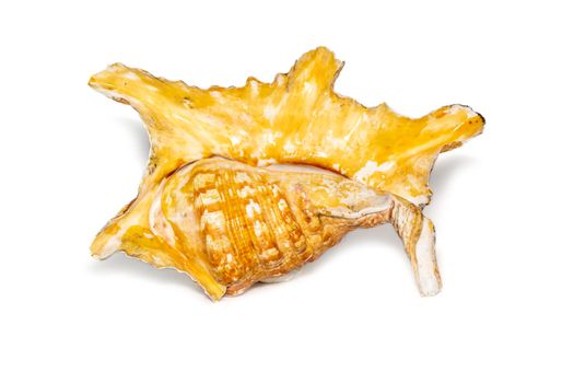 Image of lambis truncata sowerbyi sea shell on a white background. Sea shells. Undersea Animals.