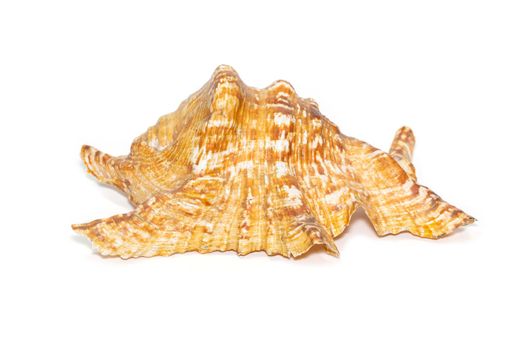 Image of lambis truncata sowerbyi sea shell on a white background. Sea shells. Undersea Animals.