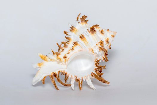 Image of chicoreus ramosus seashell common name the ramose murex or branched murex on a white background. Sea shells. Undersea Animals.