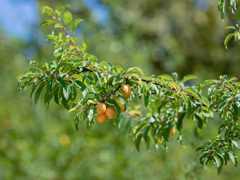 Many yellow cherry plum fruits on tree branches.