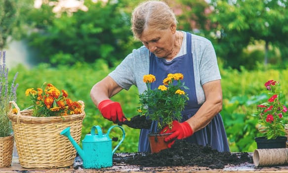 Senior woman is planting flowers in the garden. Selective focus. People.