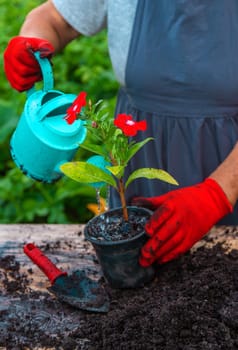 Senior woman is planting flowers in the garden. Selective focus. People.