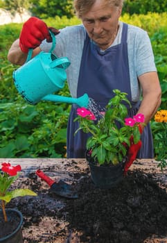 Senior woman is planting flowers in the garden. Selective focus. People.